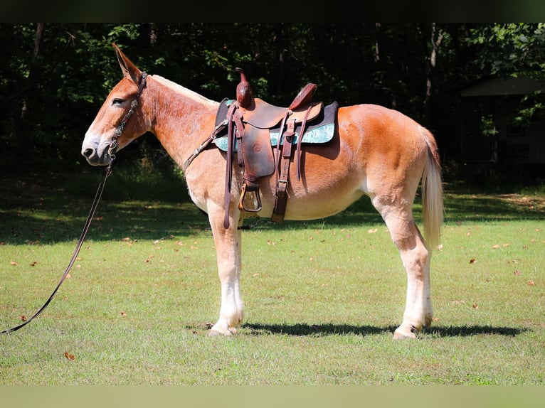 American Quarter Horse Merrie 13 Jaar Roodvos in Flemingsburg Ky