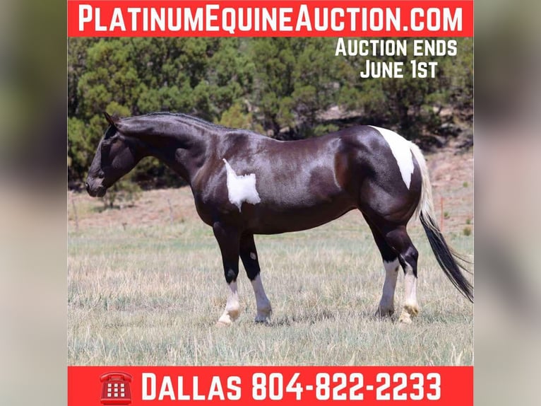 American Quarter Horse Merrie 13 Jaar Tobiano-alle-kleuren in Camp Verde AZ