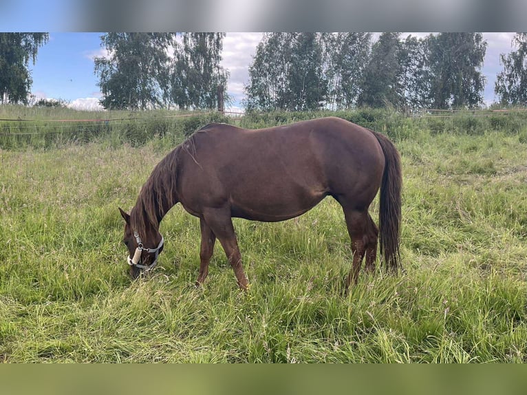 American Quarter Horse Merrie 13 Jaar Vos in Nowy Jaworów