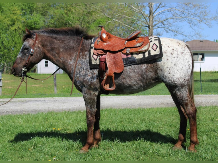 American Quarter Horse Merrie 14 Jaar 137 cm Donkere-vos in Borden IN