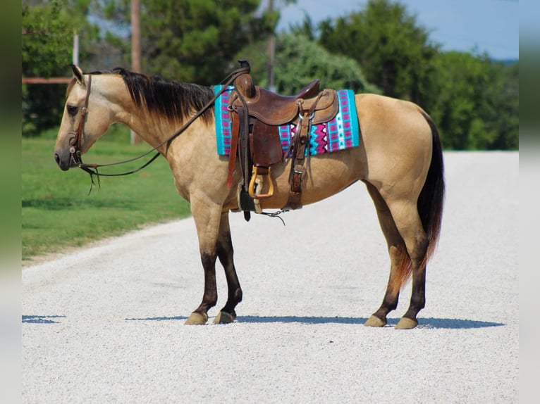 American Quarter Horse Merrie 14 Jaar 142 cm Buckskin in Stephenville TX