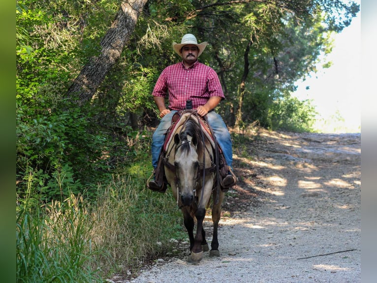 American Quarter Horse Merrie 14 Jaar 142 cm Buckskin in Stephenville TX