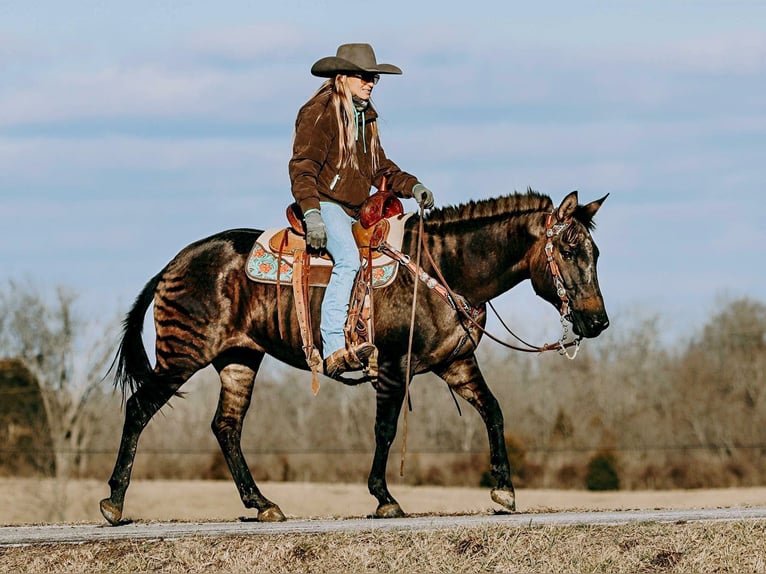 American Quarter Horse Merrie 14 Jaar 142 cm Grullo in Hillboro KY