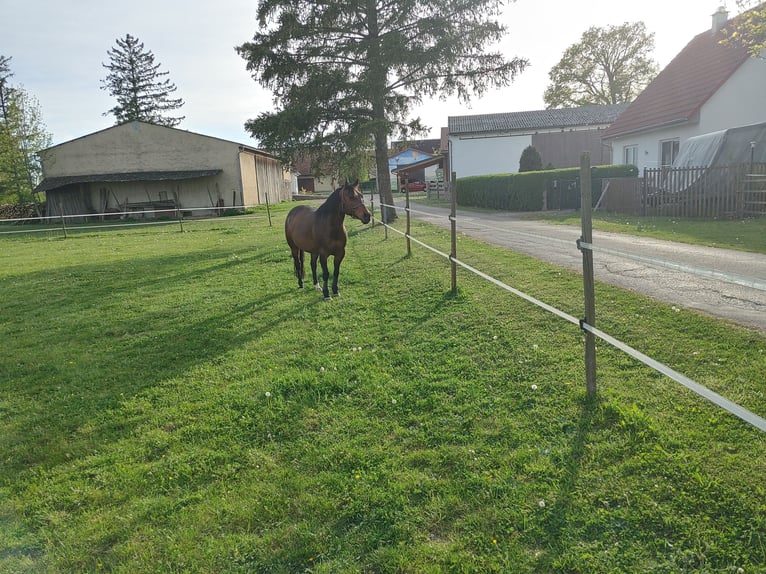 American Quarter Horse Merrie 14 Jaar 145 cm Donkerbruin in Markt Nordheim