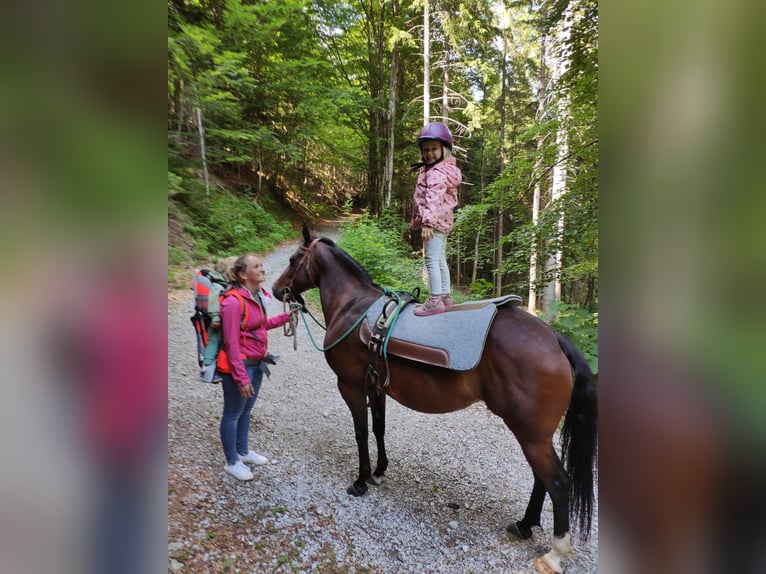 American Quarter Horse Merrie 14 Jaar 145 cm Roan-Bay in Maurach a. Achensee