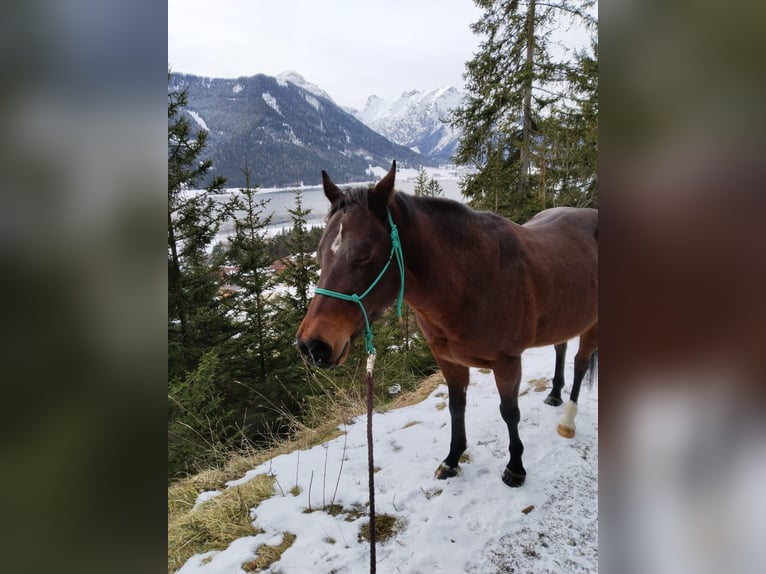 American Quarter Horse Merrie 14 Jaar 145 cm Roan-Bay in Maurach a. Achensee