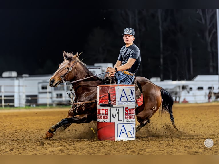 American Quarter Horse Merrie 14 Jaar 145 cm Roodbruin in Vilonia