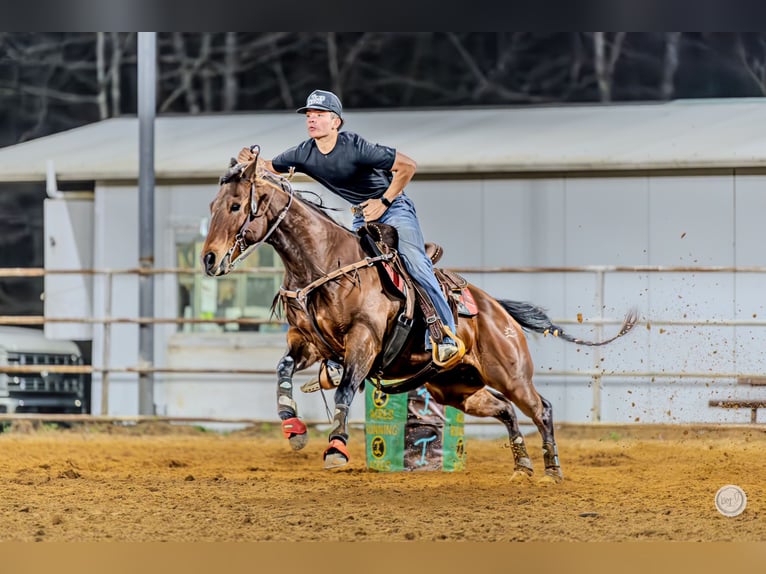 American Quarter Horse Merrie 14 Jaar 145 cm Roodbruin in Vilonia
