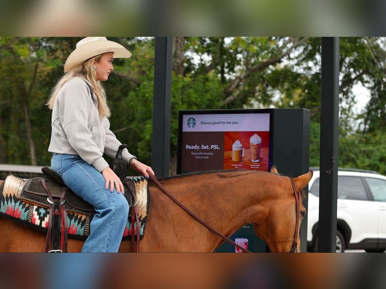 American Quarter Horse Merrie 14 Jaar 147 cm Buckskin in Quitman