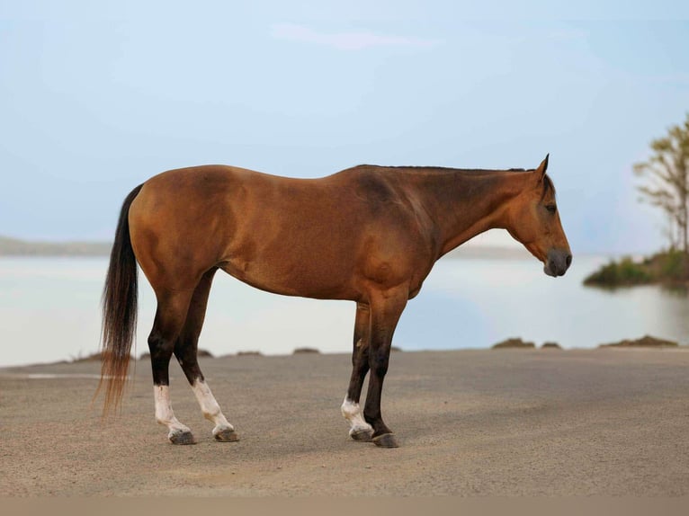 American Quarter Horse Merrie 14 Jaar 147 cm Buckskin in Quitman