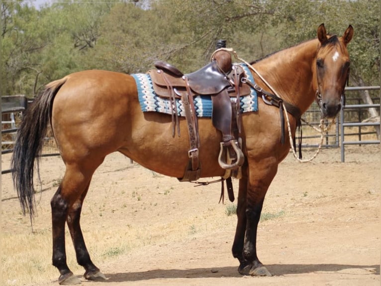 American Quarter Horse Merrie 14 Jaar 147 cm Falbe in Eastland TX