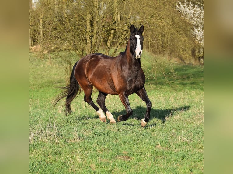 American Quarter Horse Merrie 14 Jaar 147 cm Zwart in Urbach
