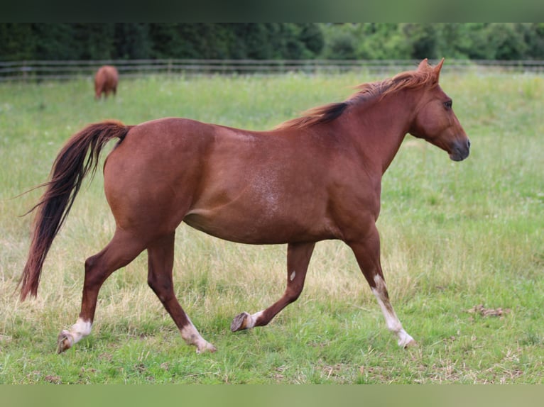 American Quarter Horse Merrie 14 Jaar 148 cm Vos in Waldshut-Tiengen