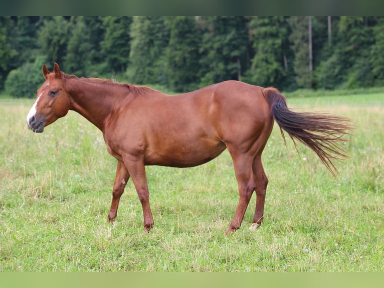 American Quarter Horse Merrie 14 Jaar 148 cm Vos in Waldshut-Tiengen