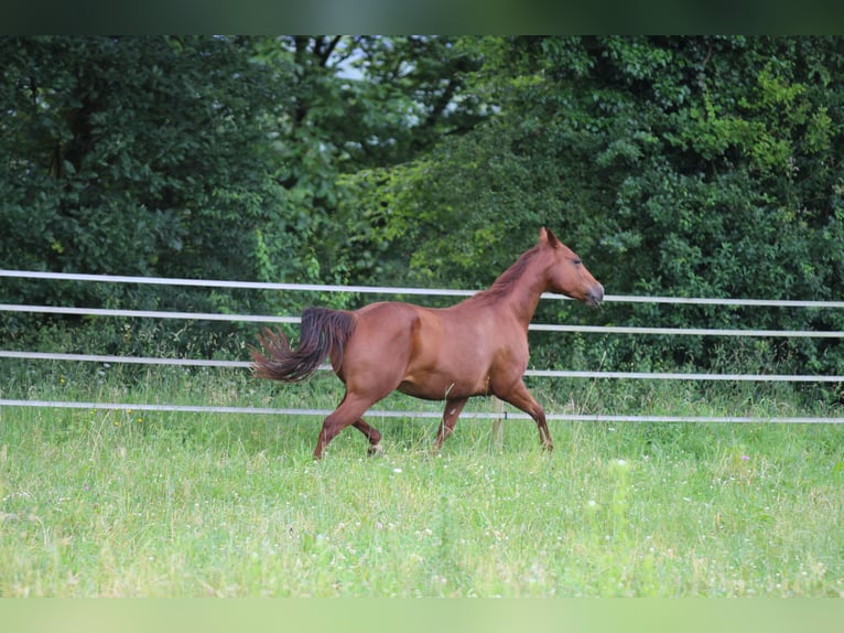 American Quarter Horse Merrie 14 Jaar 148 cm Vos in Waldshut-Tiengen