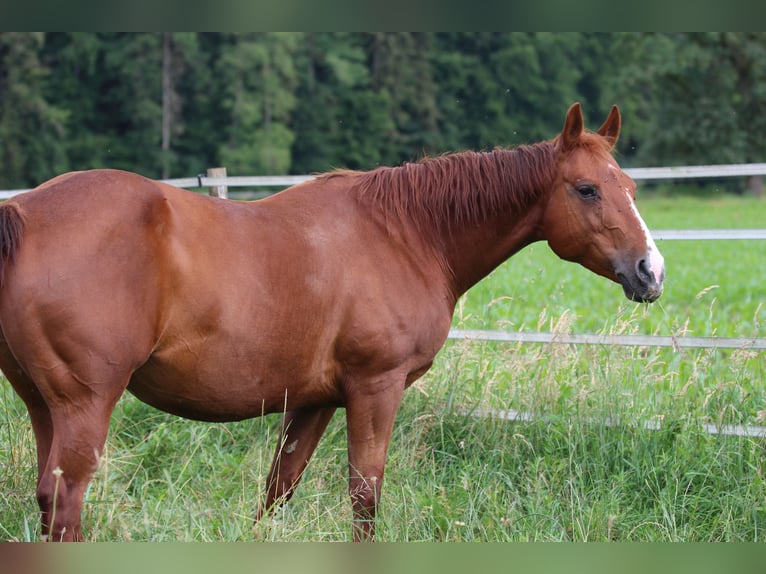 American Quarter Horse Merrie 14 Jaar 148 cm Vos in Waldshut-Tiengen
