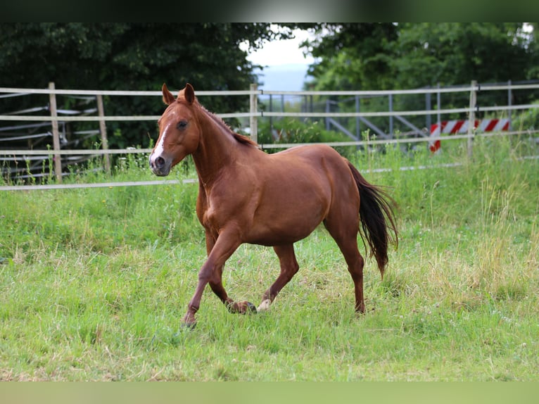 American Quarter Horse Merrie 14 Jaar 148 cm Vos in Waldshut-Tiengen