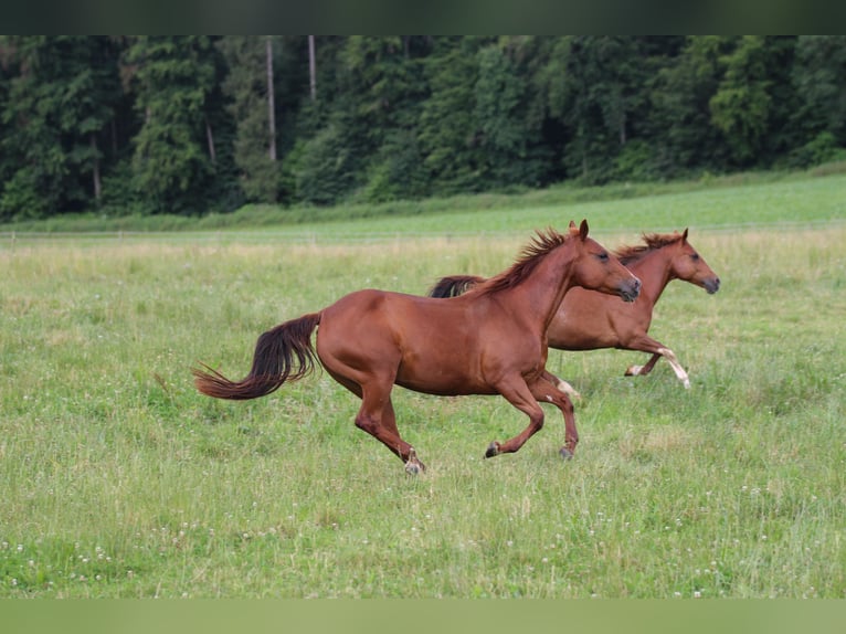 American Quarter Horse Merrie 14 Jaar 148 cm Vos in Waldshut-Tiengen