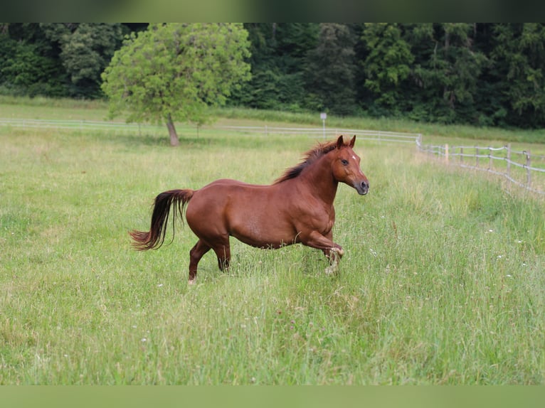 American Quarter Horse Merrie 14 Jaar 148 cm Vos in Waldshut-Tiengen