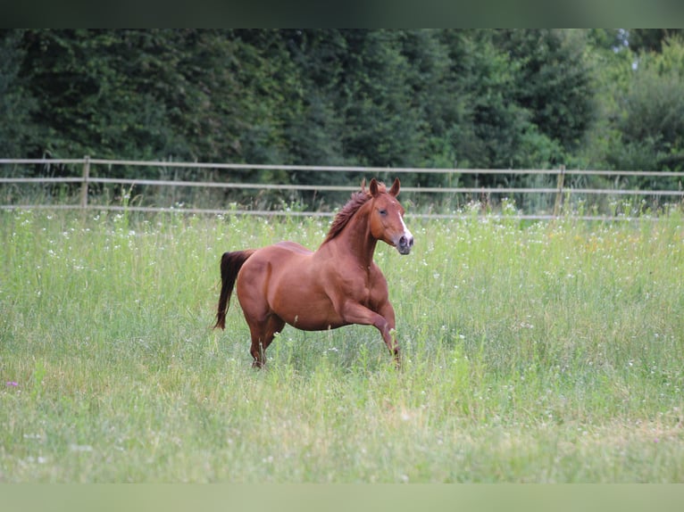 American Quarter Horse Merrie 14 Jaar 148 cm Vos in Waldshut-Tiengen