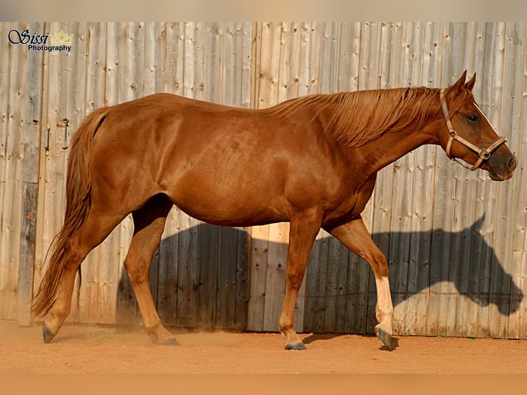 American Quarter Horse Merrie 14 Jaar 149 cm Vos in Bergen