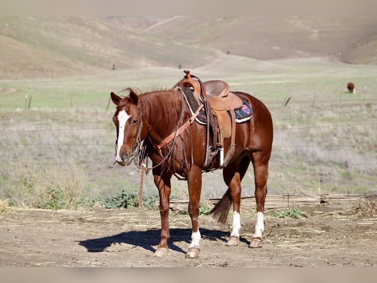 American Quarter Horse Merrie 14 Jaar 150 cm Donkere-vos in Bitterwater CA