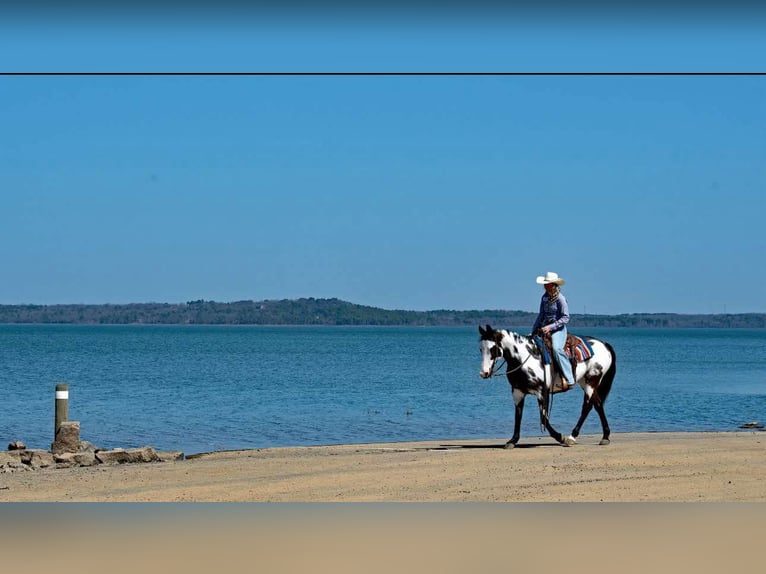 American Quarter Horse Merrie 14 Jaar 150 cm Overo-alle-kleuren in Quitman AR