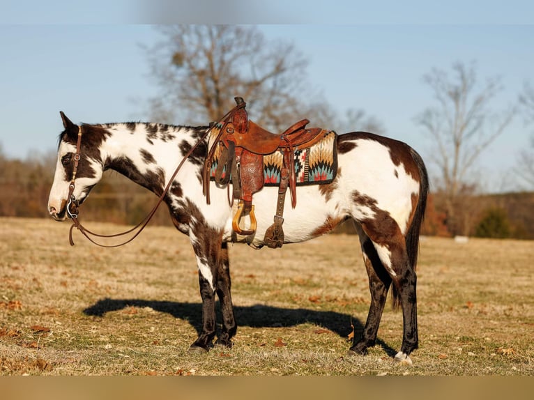 American Quarter Horse Merrie 14 Jaar 150 cm Overo-alle-kleuren in Quitman AR