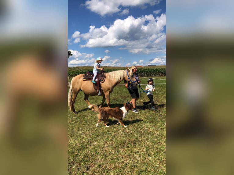 American Quarter Horse Merrie 14 Jaar 150 cm Palomino in Garmisch-Partenkirchen