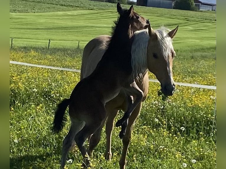 American Quarter Horse Merrie 14 Jaar 150 cm Palomino in Garmisch-Partenkirchen