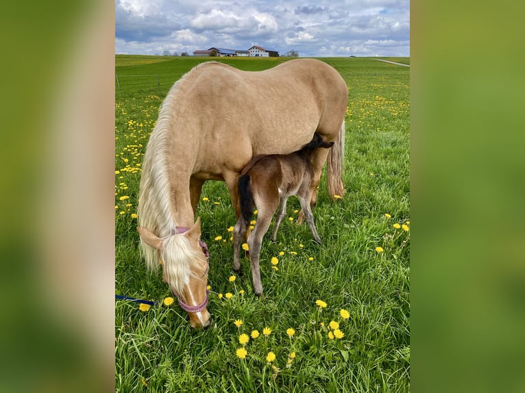 American Quarter Horse Merrie 14 Jaar 150 cm Palomino in Garmisch-Partenkirchen