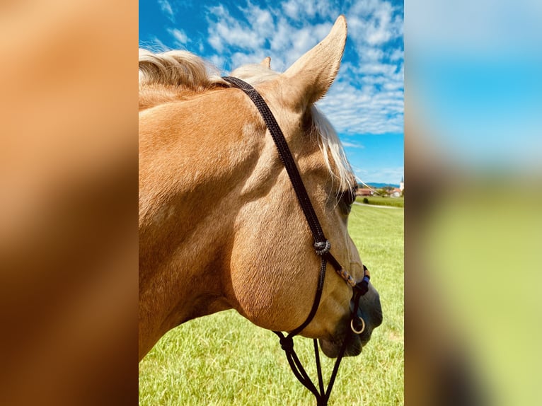American Quarter Horse Merrie 14 Jaar 150 cm Palomino in Garmisch-Partenkirchen