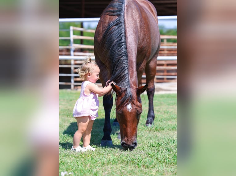 American Quarter Horse Merrie 14 Jaar 150 cm Roan-Bay in Forney