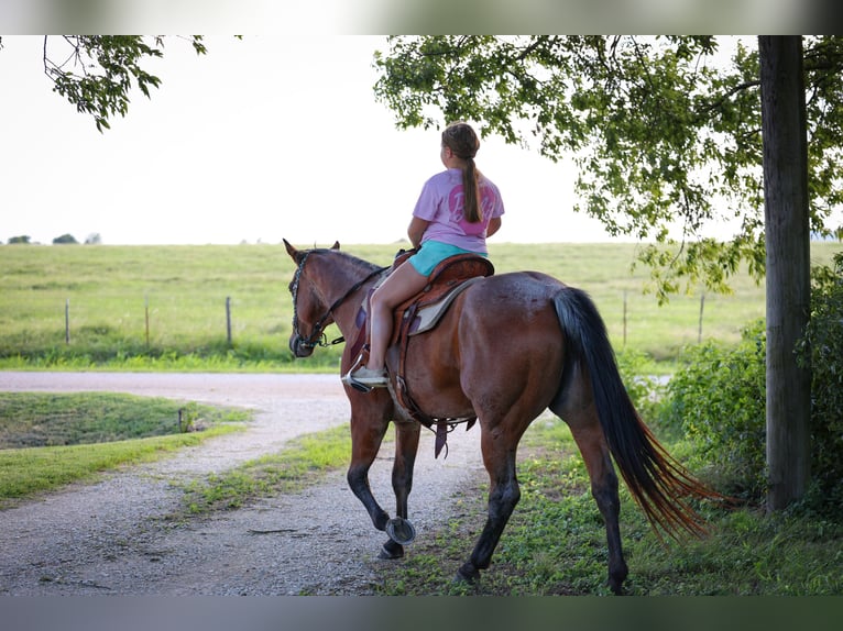 American Quarter Horse Merrie 14 Jaar 150 cm Roan-Bay in Forney