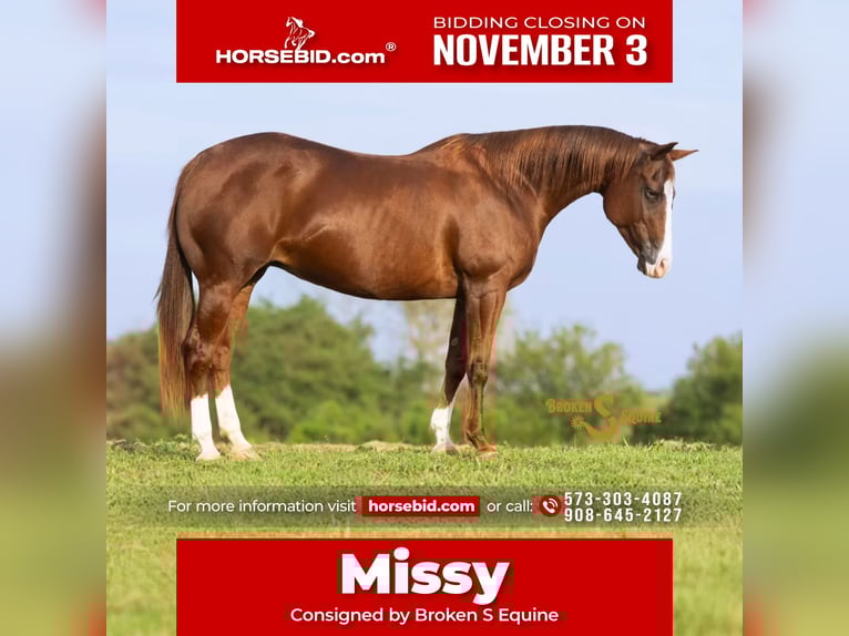 American Quarter Horse Merrie 14 Jaar 150 cm Roodvos in Bogard