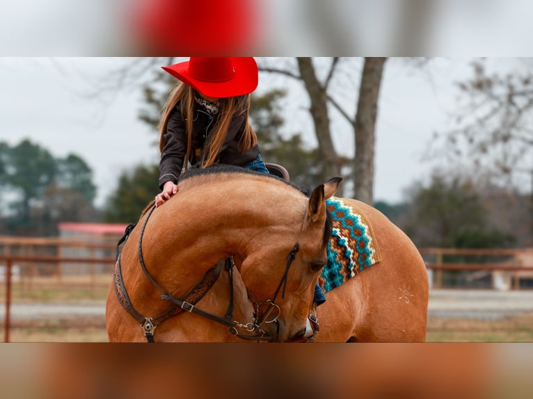 American Quarter Horse Merrie 14 Jaar 152 cm Buckskin in Quitman