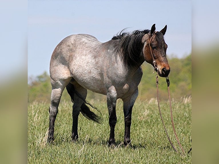 American Quarter Horse Merrie 14 Jaar 152 cm Roan-Blue in Somerset KY
