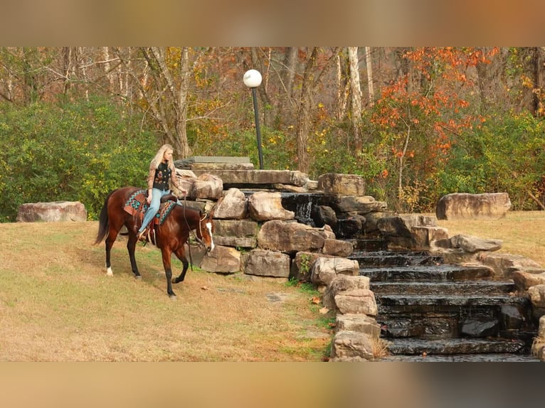 American Quarter Horse Merrie 14 Jaar 152 cm Roodbruin in Quitman