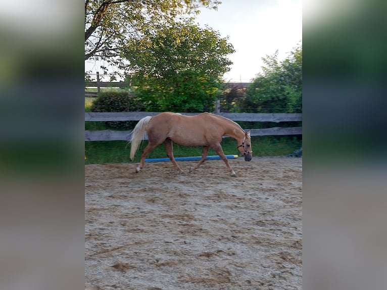 American Quarter Horse Merrie 14 Jaar 153 cm Palomino in Vilshofen