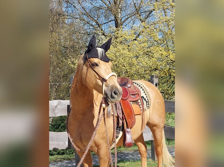 American Quarter Horse Merrie 14 Jaar 153 cm Palomino in Vilshofen