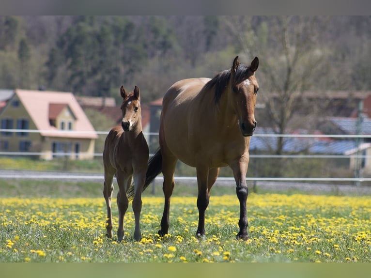 American Quarter Horse Merrie 14 Jaar 153 cm  in Leutershausen