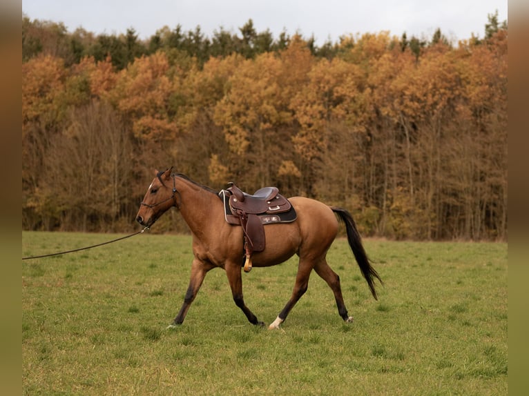 American Quarter Horse Merrie 14 Jaar 153 cm  in Leutershausen