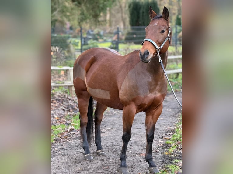American Quarter Horse Merrie 14 Jaar 155 cm Bruin in Grabau