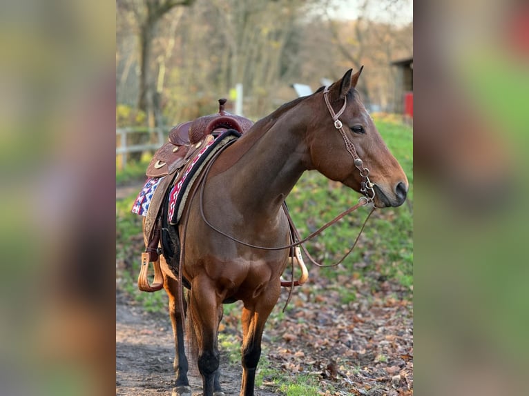 American Quarter Horse Merrie 14 Jaar 155 cm Bruin in Grabau