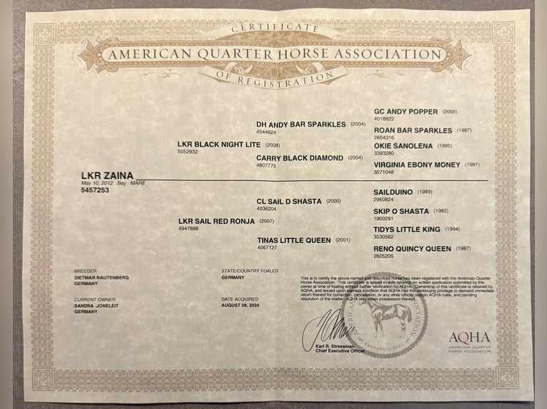 American Quarter Horse Merrie 14 Jaar 155 cm Bruin in Grabau