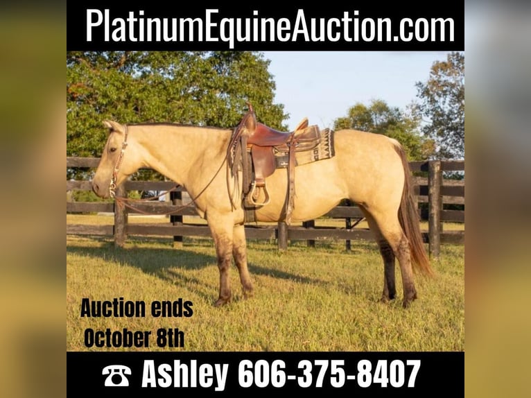 American Quarter Horse Merrie 14 Jaar 155 cm Buckskin in Versailles KY