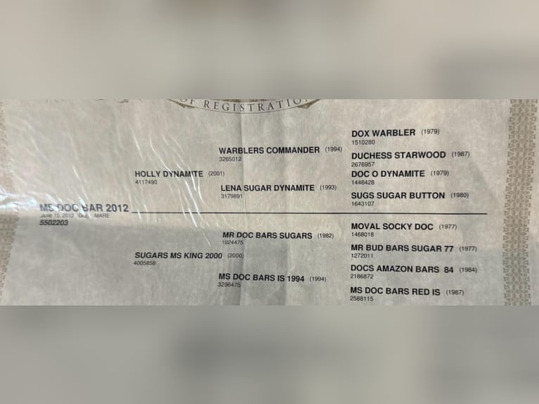 American Quarter Horse Merrie 14 Jaar 155 cm Schimmel in Weatherford TX