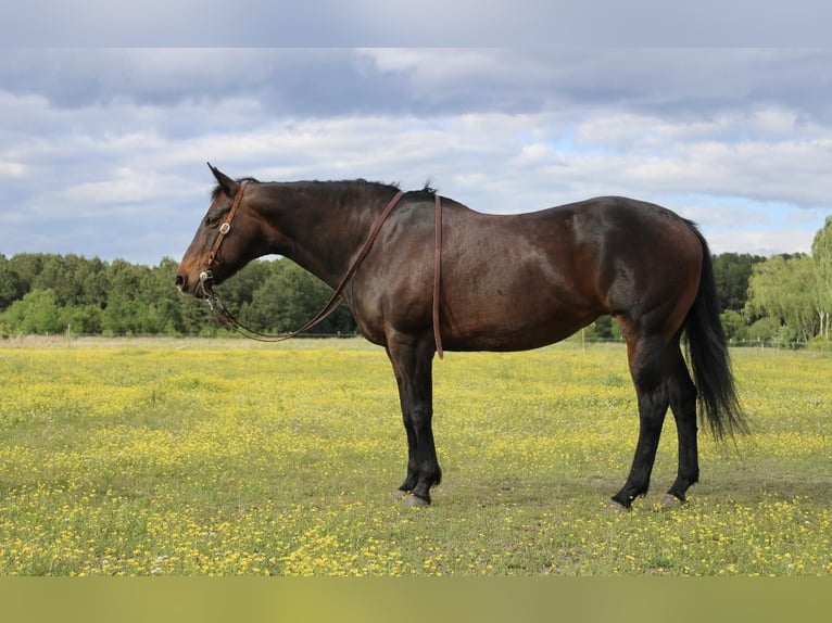 American Quarter Horse Merrie 14 Jaar 157 cm Roodbruin in Moydock NC
