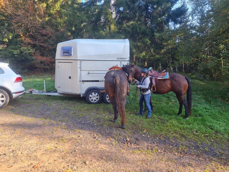 American Quarter Horse Merrie 14 Jaar 159 cm Bruin in Kenzingen
