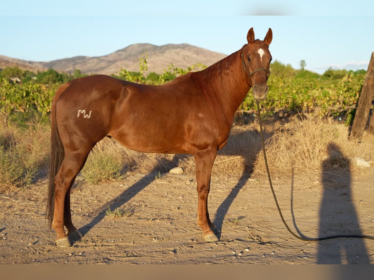 American Quarter Horse Merrie 14 Jaar 163 cm Roodvos in Santa Clarita
